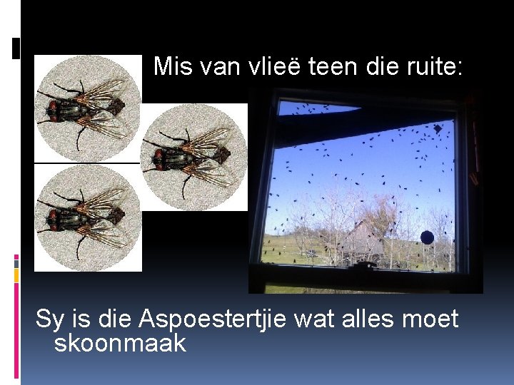 Mis van vlieë teen die ruite: Sy is die Aspoestertjie wat alles moet skoonmaak