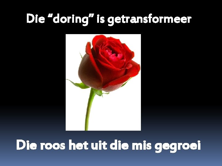 Die “doring” is getransformeer Die roos het uit die mis gegroei 