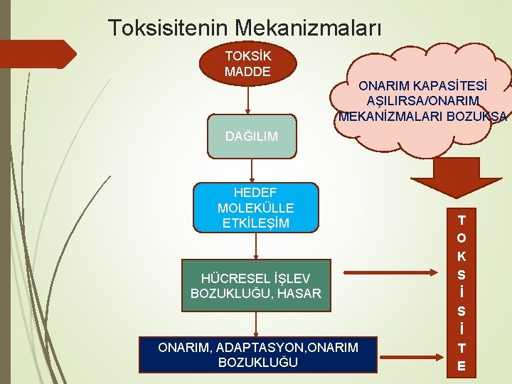 Toksisitenin Mekanizmaları TOKSİK MADDE ONARIM KAPASİTESİ AŞILIRSA/ONARIM MEKANİZMALARI BOZUKSA DAĞILIM HEDEF MOLEKÜLLE ETKİLEŞİM HÜCRESEL