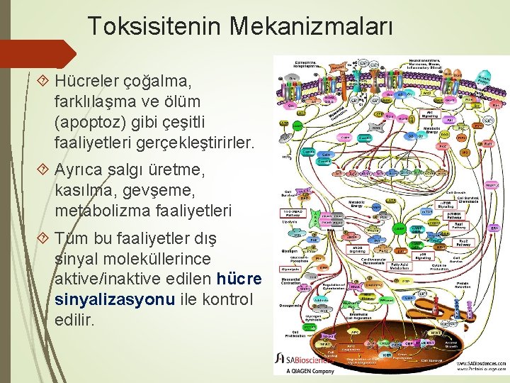 Toksisitenin Mekanizmaları Hücreler çoğalma, farklılaşma ve ölüm (apoptoz) gibi çeşitli faaliyetleri gerçekleştirirler. Ayrıca salgı Toksisitenin Mekanizmaları Hücreler çoğalma, farklılaşma ve ölüm (apoptoz) gibi çeşitli faaliyetleri gerçekleştirirler. Ayrıca salgı