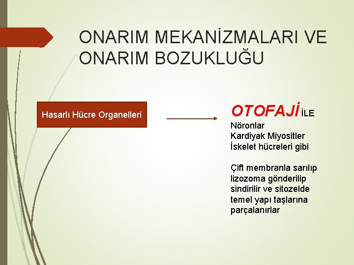 ONARIM MEKANİZMALARI VE ONARIM BOZUKLUĞU Hasarlı Hücre Organelleri OTOFAJİ İLE Nöronlar Kardiyak Miyositler İskelet