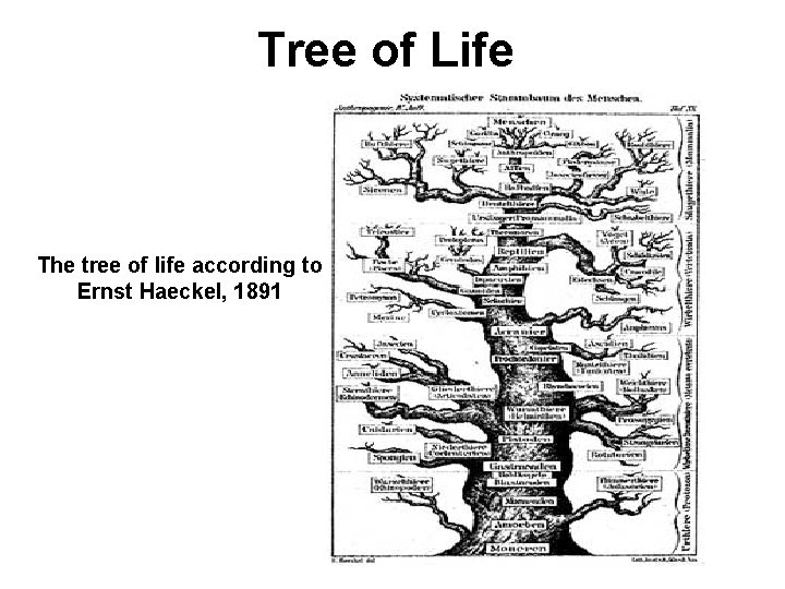 Tree of Life The tree of life according to Ernst Haeckel, 1891 