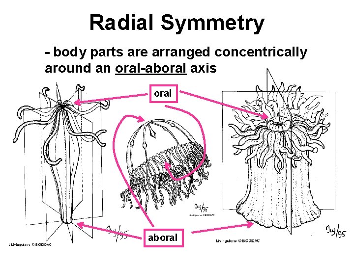 Radial Symmetry - body parts are arranged concentrically around an oral-aboral axis oral aboral