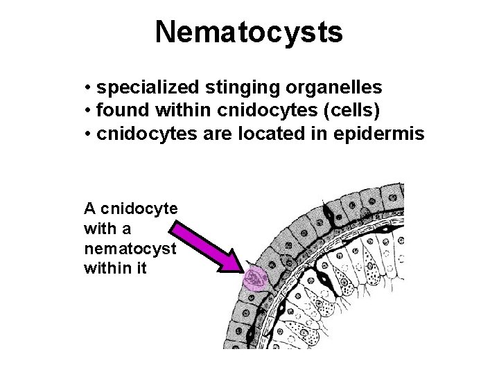 Nematocysts • specialized stinging organelles • found within cnidocytes (cells) • cnidocytes are located