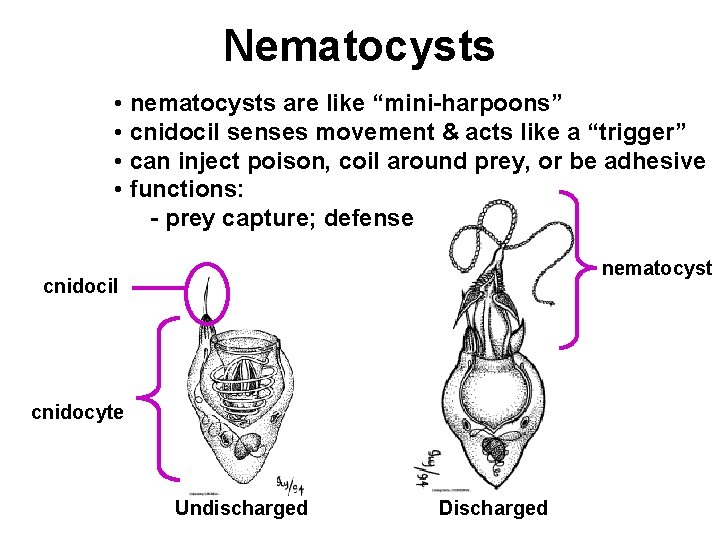 Nematocysts • nematocysts are like “mini-harpoons” • cnidocil senses movement & acts like a