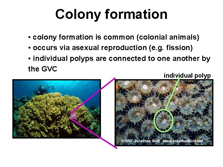 Colony formation • colony formation is common (colonial animals) • occurs via asexual reproduction