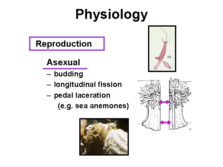 Physiology Reproduction Asexual – budding – longitudinal fission – pedal laceration (e. g. sea