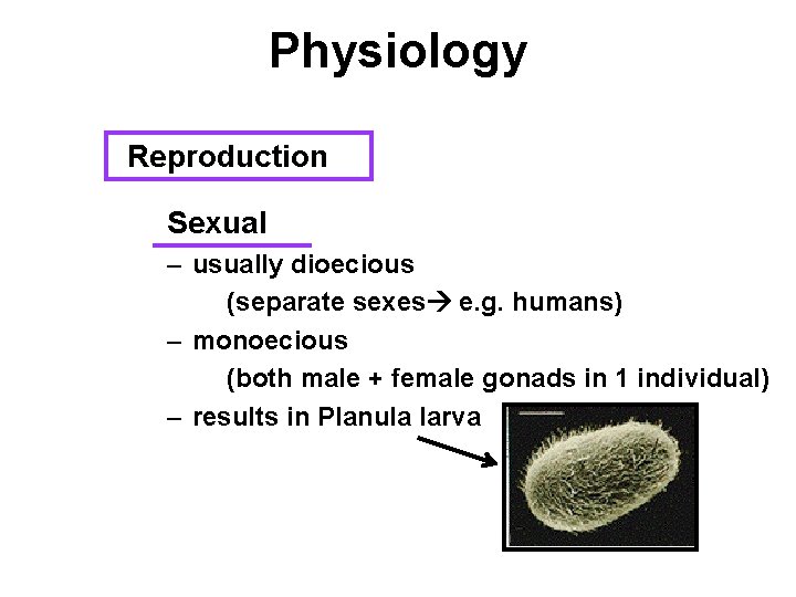 Physiology Reproduction Sexual – usually dioecious (separate sexes e. g. humans) – monoecious (both