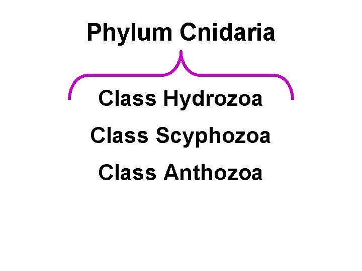 Phylum Cnidaria Class Hydrozoa Class Scyphozoa Class Anthozoa 