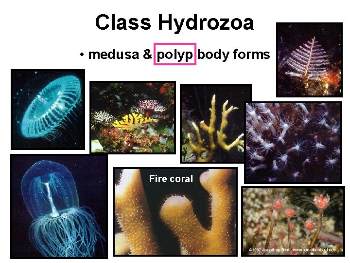 Class Hydrozoa • medusa & polyp body forms Fire coral 