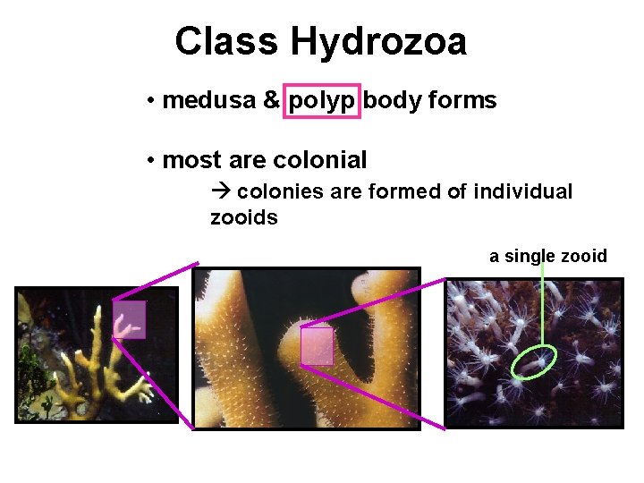 Class Hydrozoa • medusa & polyp body forms • most are colonial colonies are