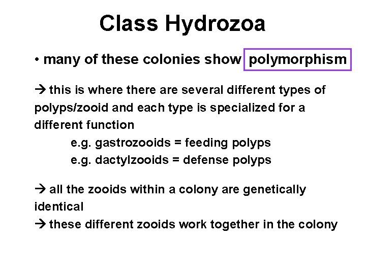 Class Hydrozoa • many of these colonies show polymorphism this is where there are