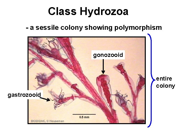 Class Hydrozoa - a sessile colony showing polymorphism gastrozooid gonozooid entire colony 