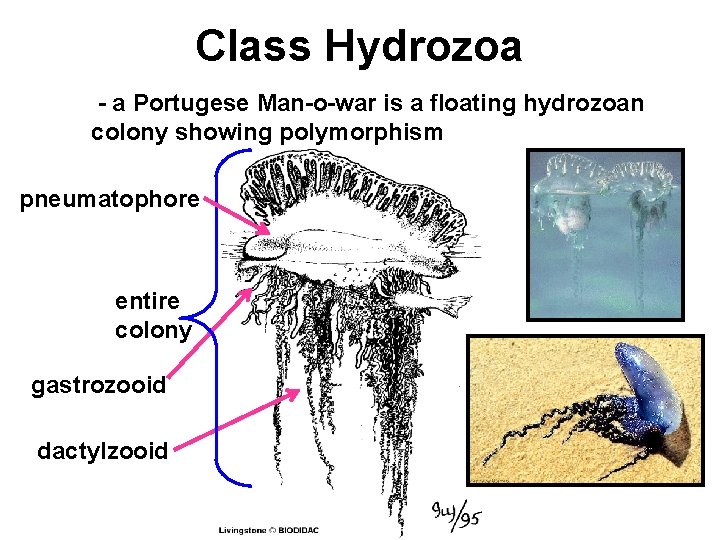 Class Hydrozoa - a Portugese Man-o-war is a floating hydrozoan colony showing polymorphism pneumatophore