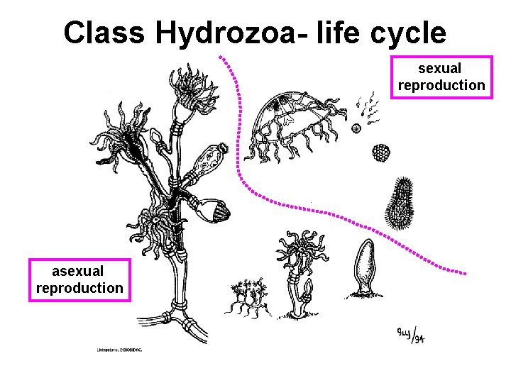 Class Hydrozoa- life cycle sexual reproduction asexual reproduction 