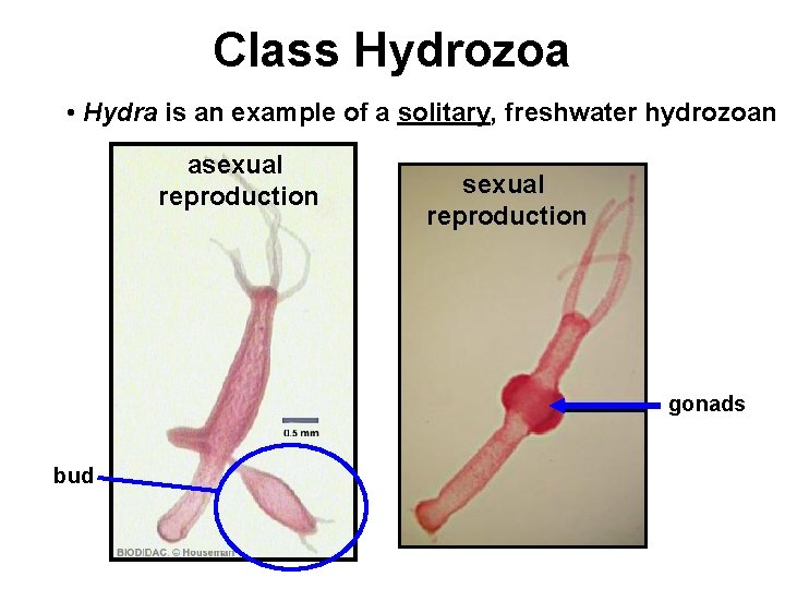 Class Hydrozoa • Hydra is an example of a solitary, freshwater hydrozoan asexual reproduction