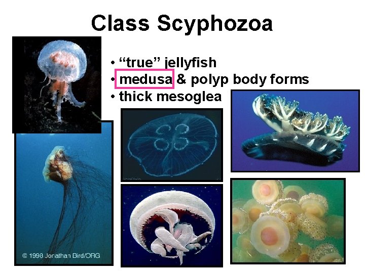 Class Scyphozoa • “true” jellyfish • medusa & polyp body forms • thick mesoglea