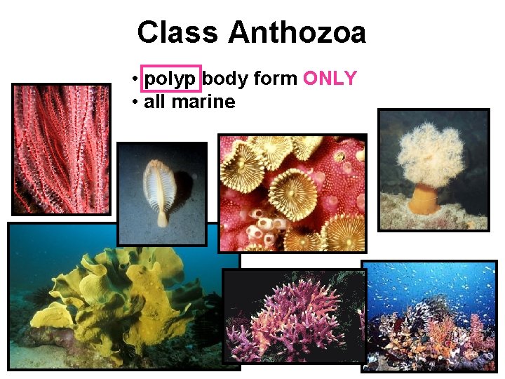 Class Anthozoa • polyp body form ONLY • all marine 