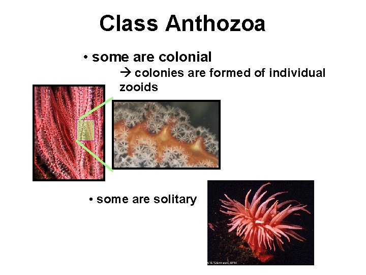 Class Anthozoa • some are colonial colonies are formed of individual zooids • some