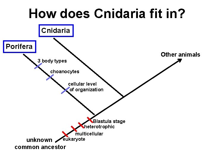 How does Cnidaria fit in? Cnidaria Porifera Other animals 3 body types choanocytes cellular