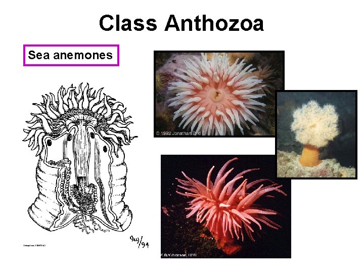 Class Anthozoa Sea anemones 