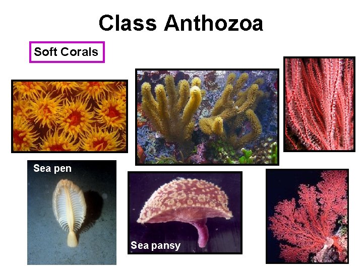Class Anthozoa Soft Corals Sea pen Sea pansy 
