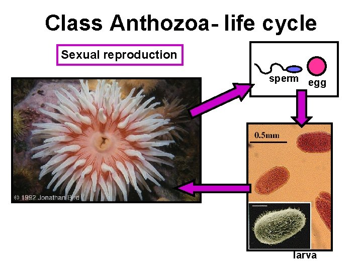 Class Anthozoa- life cycle Sexual reproduction sperm egg larva 