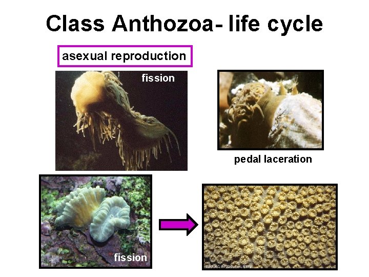 Class Anthozoa- life cycle asexual reproduction fission pedal laceration fission 