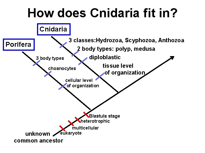 How does Cnidaria fit in? Cnidaria Porifera 3 classes: Hydrozoa, Scyphozoa, Anthozoa 2 body