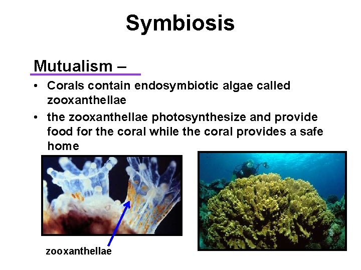 Symbiosis Mutualism – • Corals contain endosymbiotic algae called zooxanthellae • the zooxanthellae photosynthesize
