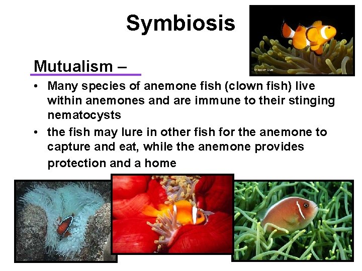 Symbiosis Mutualism – • Many species of anemone fish (clown fish) live within anemones