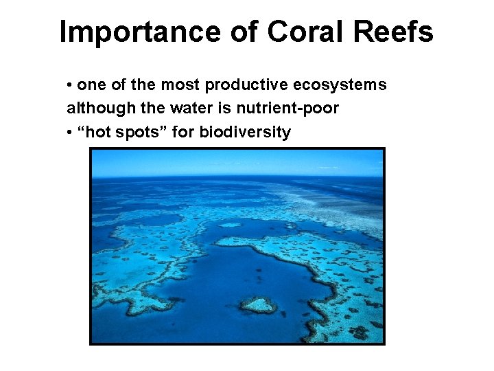 Importance of Coral Reefs • one of the most productive ecosystems although the water