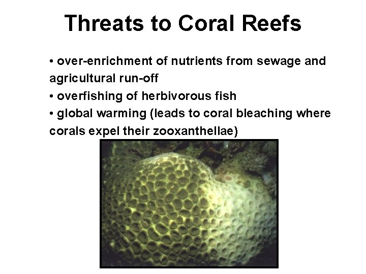 Threats to Coral Reefs • over-enrichment of nutrients from sewage and agricultural run-off •