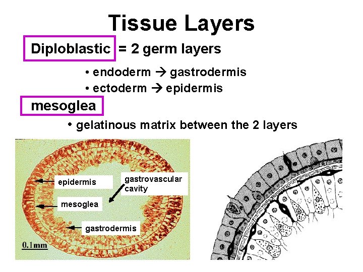 Tissue Layers Diploblastic = 2 germ layers • endoderm gastrodermis • ectoderm epidermis mesoglea