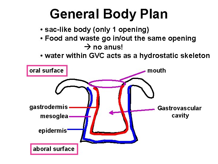 General Body Plan • sac-like body (only 1 opening) • Food and waste go