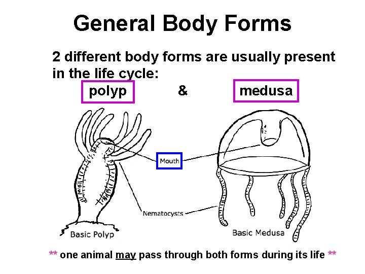 General Body Forms 2 different body forms are usually present in the life cycle: