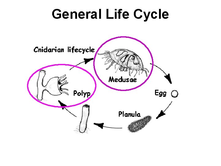 General Life Cycle 