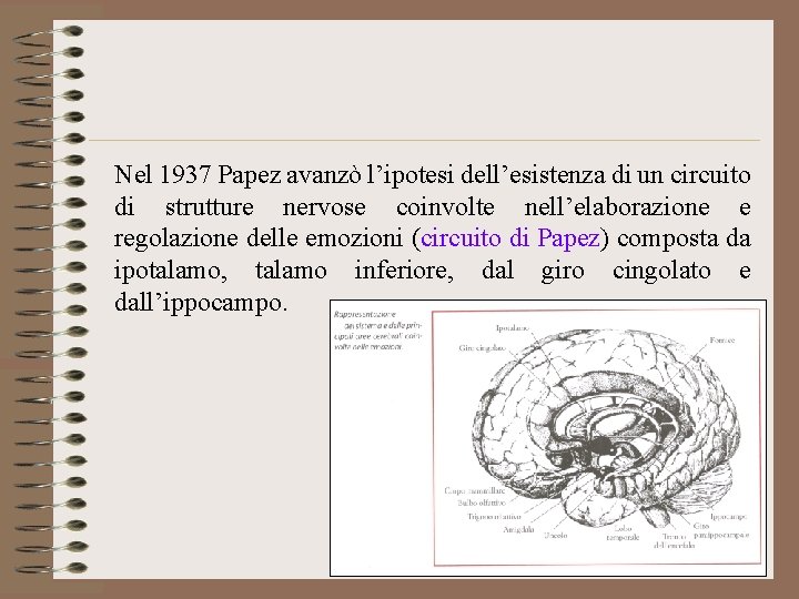 Nel 1937 Papez avanzò l’ipotesi dell’esistenza di un circuito di strutture nervose coinvolte nell’elaborazione