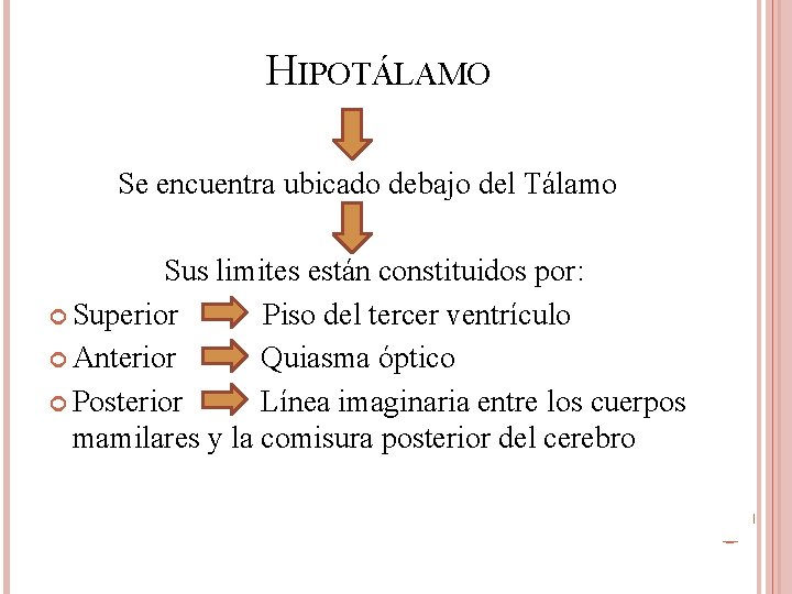 HIPOTÁLAMO Se encuentra ubicado debajo del Tálamo Sus limites están constituidos por: Superior Piso