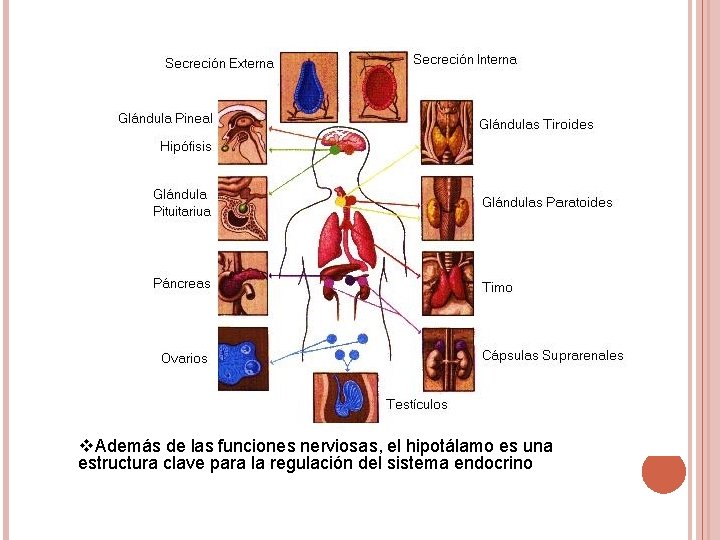 v. Además de las funciones nerviosas, el hipotálamo es una estructura clave para la