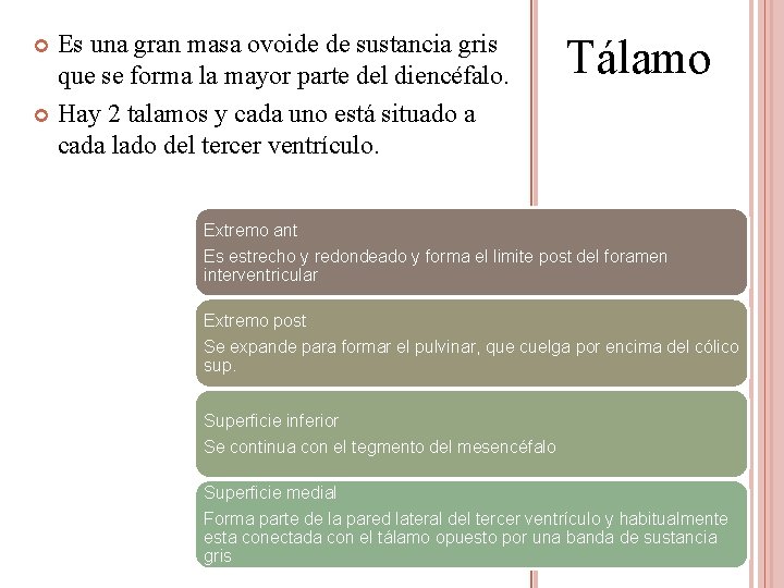 Es una gran masa ovoide de sustancia gris que se forma la mayor parte