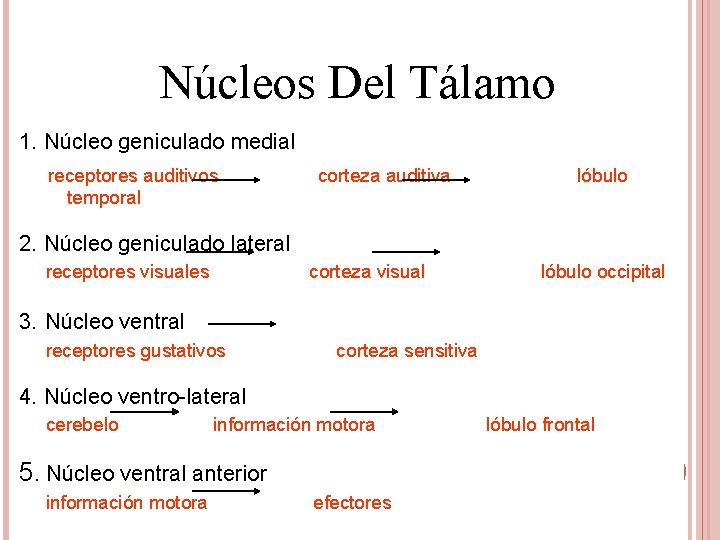 NÚCLEOS DEL TÁLAMO Núcleos Del Tálamo 1. Núcleo geniculado medial receptores auditivos temporal corteza