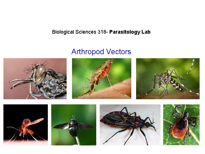 Biological Sciences 318 - Parasitology Lab Arthropod Vectors 