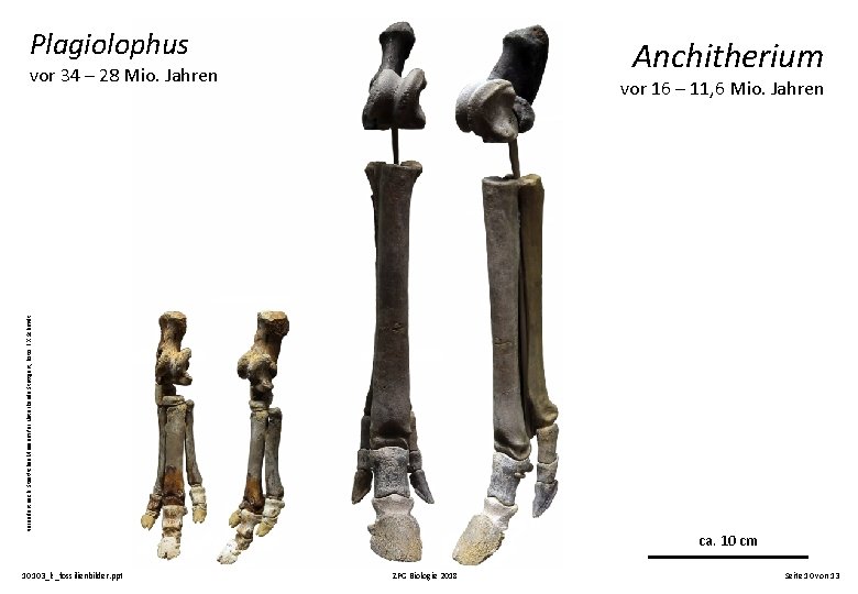 Plagiolophus Anchitherium vor 34 – 28 Mio. Jahren verändert nach: Staatliches Museum für Naturkunde