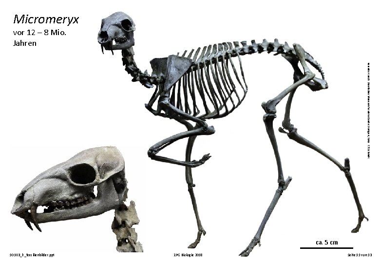 Micromeryx vor 12 – 8 Mio. Jahren verändert nach: Staatliches Museum für Naturkunde Stuttgart,