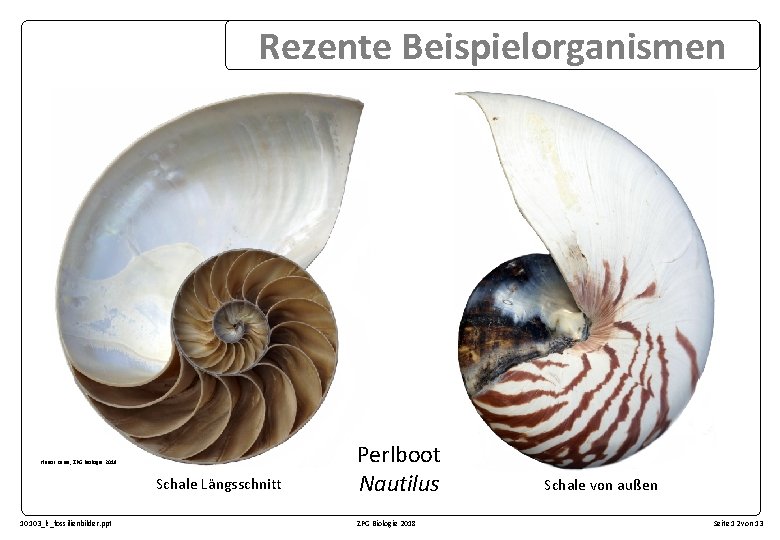 Rezente Beispielorganismen Hunor Karsa, ZPG Biologie 2018 Schale Längsschnitt 10103_lz_fossilienbilder. ppt Perlboot Nautilus ZPG