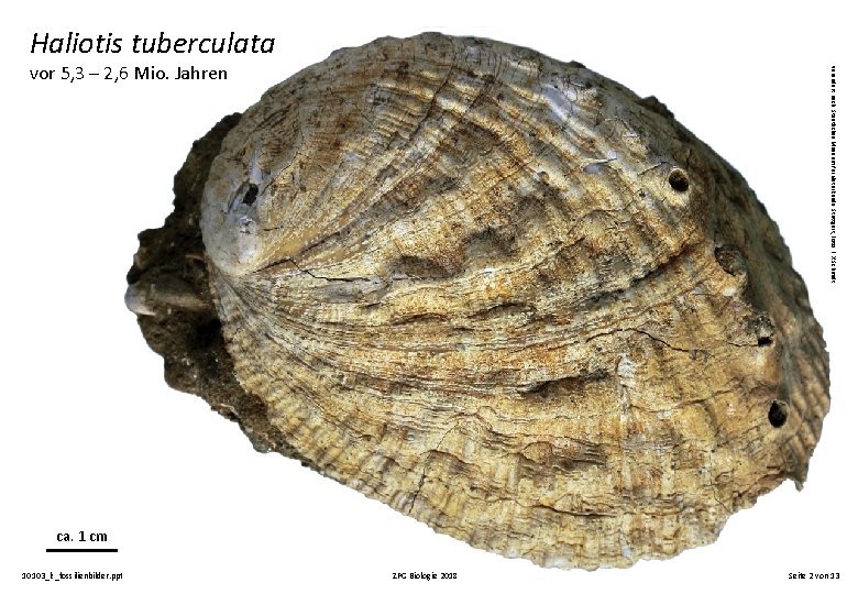 Haliotis tuberculata verändert nach: Staatliches Museum für Naturkunde Stuttgart, Foto: F. X. Schmidt vor