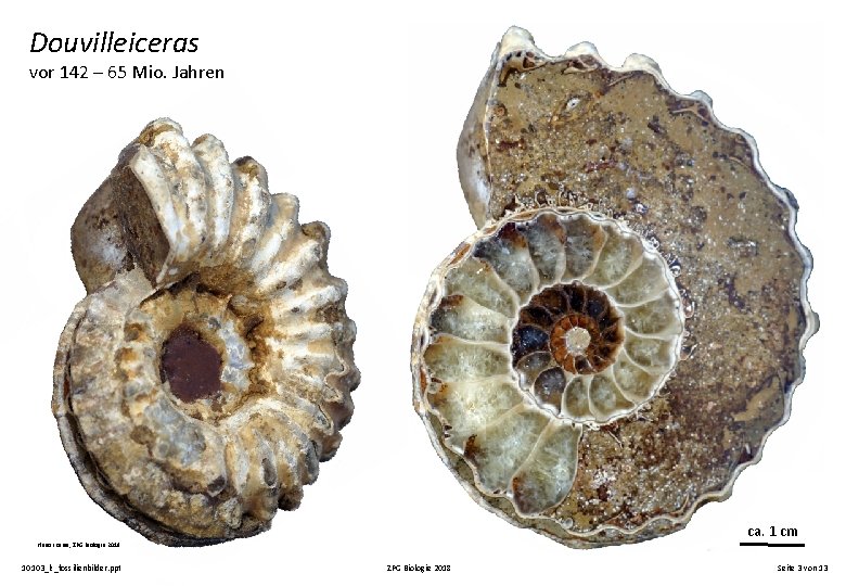 Douvilleiceras vor 142 – 65 Mio. Jahren ca. 1 cm Hunor Karsa, ZPG Biologie