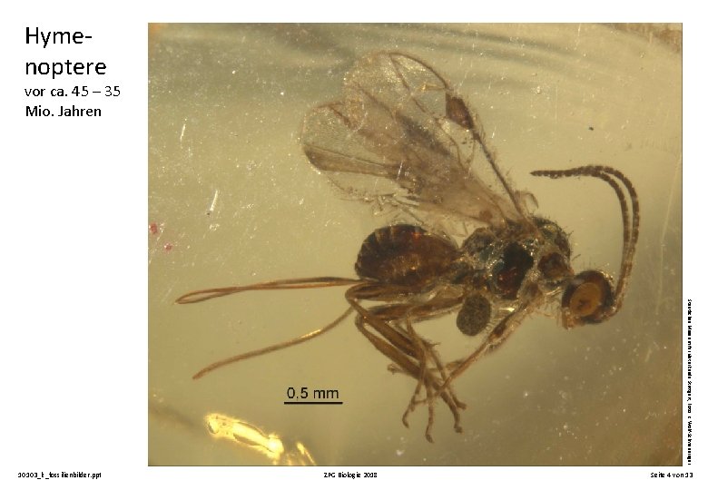 Hymenoptere vor ca. 45 – 35 Mio. Jahren Staatliches Museum für Naturkunde Stuttgart, Foto: