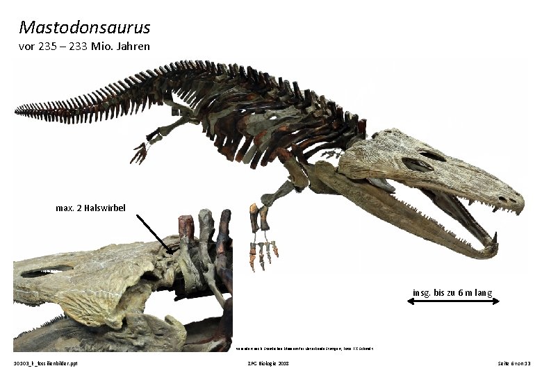 Mastodonsaurus vor 235 – 233 Mio. Jahren max. 2 Halswirbel insg. bis zu 6